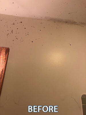 Wall & Ceiling Mold Cleaning Before